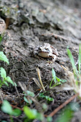 frog in the grass