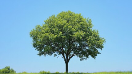 Obraz premium Solitary tree on a vibrant green field under a clear blue sky.
