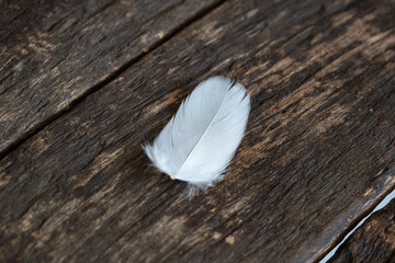 A single goose feather on brown wooden background.