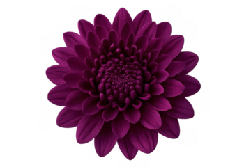 Studio shot of a fully bloomed purple chrysanthemum flower, isolated on a transparent background, perfect for design projects