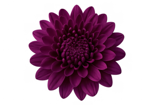 Studio shot of a fully bloomed purple chrysanthemum flower, isolated on a transparent background, perfect for design projects