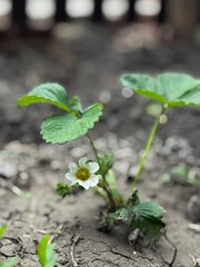 Tiny Strawberry Blossom on Garden Soil