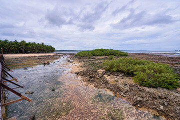 Beautiful Coastal Landscape Featuring a Scenic Beach and Mangrove Vegetation