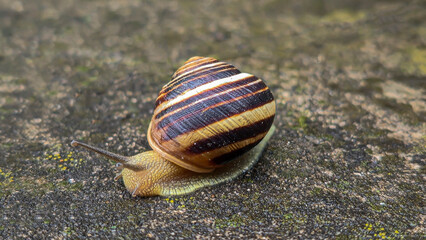 A small snail with a shell crawling on the asphalt. Rainy weather.