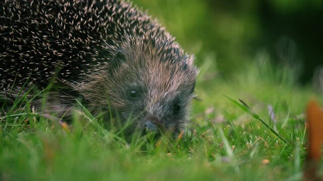 Hedgehog in garden grass eating food close up 