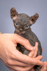 A small Sphynx kitten in a man's hands. Close-up of an elf with blue eyes