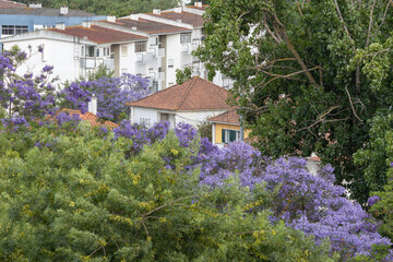Jacaranda trees blooming near residential buildings in portugal