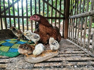 A mother hen with her chicks is in a wooden cage. The chicks are seen eating from a food container, while the mother watches quietly.