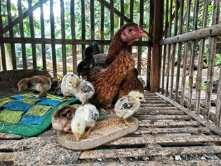 A mother hen with her chicks is in a wooden cage. The chicks are seen eating from a food container, while the mother watches quietly.