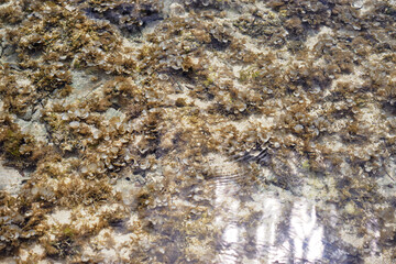 A detailed view of underwater plants and algae thriving in pristine shallow waters, showcasing natural beauty.
