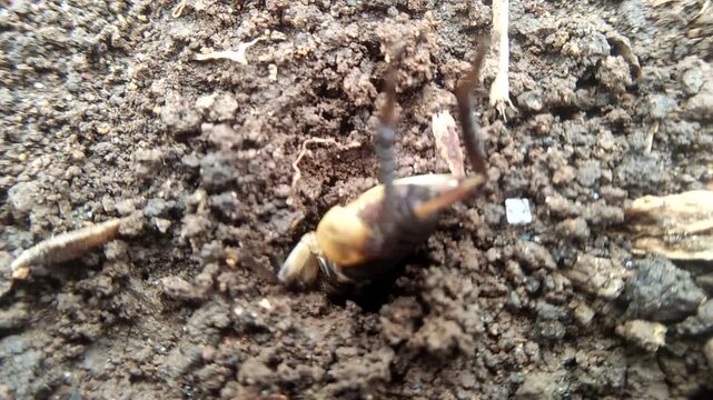 blue mud wasp,bring a cricket to the nest hole
