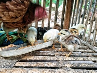 A mother hen with her chicks is in a wooden cage. The chicks are seen eating from a food container, while the mother watches quietly.