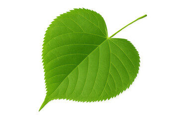 Vibrant green leaf highlighting detailed venation, delicate surface texture against transparent studio backdrop