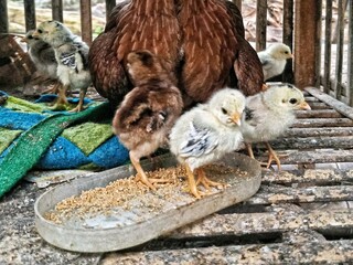 A mother hen with her chicks is in a wooden cage. The chicks are seen eating from a food container, while the mother watches quietly.
