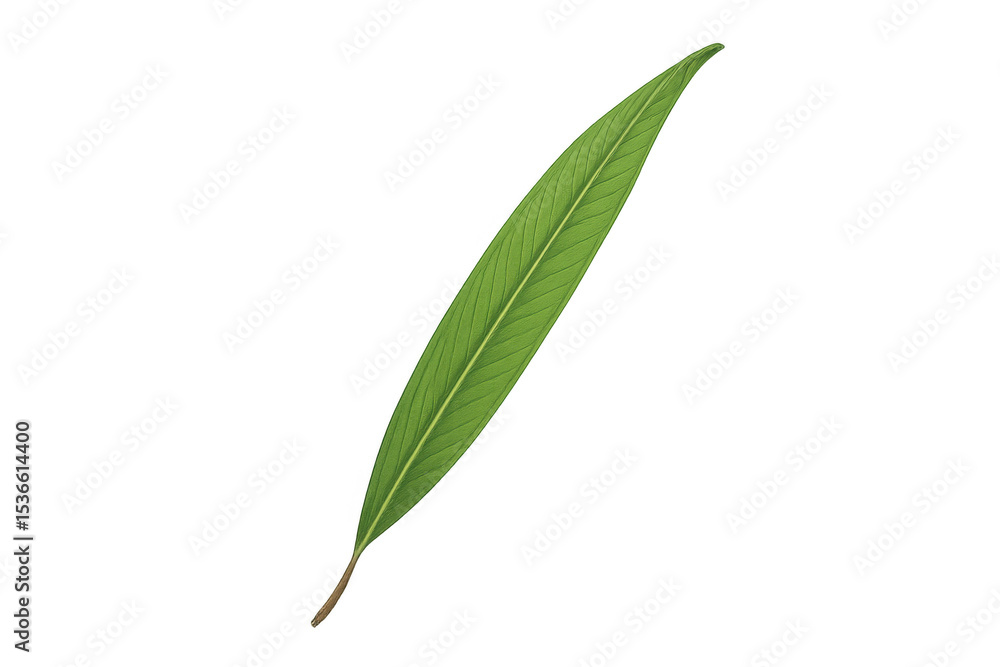 Aufkleber single green leaf isolated on a transparent background, ideal for adding a touch of nature to spring