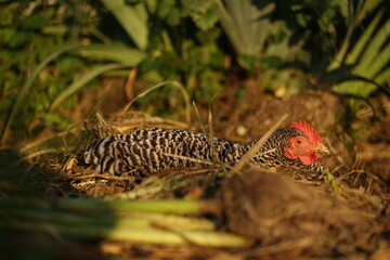 Hens enjoying calm summer evening on farmyard in the sunlight.
