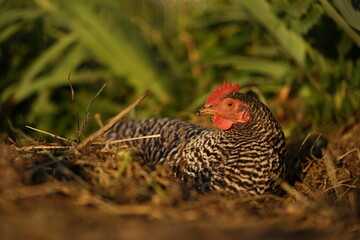 Hens enjoying calm summer evening on farmyard in the sunlight.