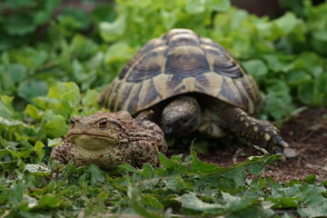 Amphibian meet reptile. European toad (Bufo bufo) with Hermann's tortoise (Testudo hermanni) in the background.