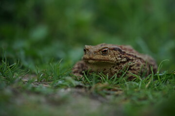 Closeup view of Eruopean toad (Bufo bufo) hunting on evening summer garden.