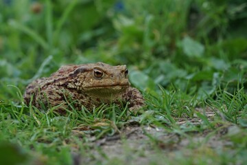 Closeup view of Eruopean toad (Bufo bufo) hunting on evening summer garden.