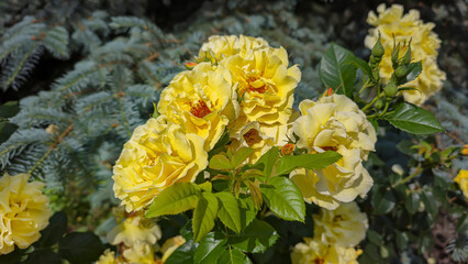 Rose bushes in the city park. Variety of rose varieties and colors.