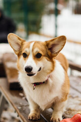 A cheerful and happy corgi is standing proudly on a wooden surface amidst a delightful cozy autumn atmosphere