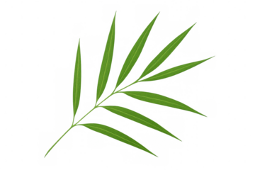 Transparent bamboo leaf element, highlighting natural texture and delicate green details for organic design compositions