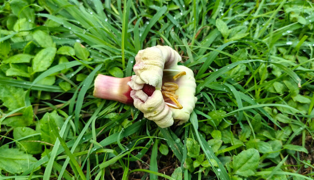 Close-up of a fallen flower from the Oroxylum indicum (broken bones tree) lying on fresh green grass with morning dew. Medicinal tropical plant commonly found in Southeast Asia.