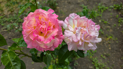 Rose bushes in the city park. Variety of rose varieties and colors.