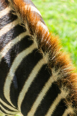 Close-up detail of zebra fur texture – black and white striped pattern contrasts naturally in...