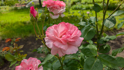 Rose bushes in the city park. Variety of rose varieties and colors.