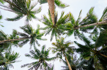 Looking upward, vibrant green palm trees create a stunning pattern against a clear sky, evoking...