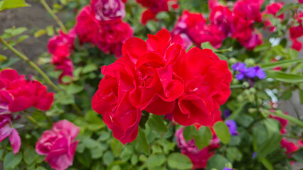 Rose bushes in the city park. Variety of rose varieties and colors.