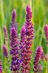 Blooming Salvia close-up. Beautiful violet and purple flowers in the meadow