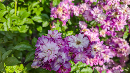 Obraz premium Rose bushes in the city park. Variety of rose varieties and colors.