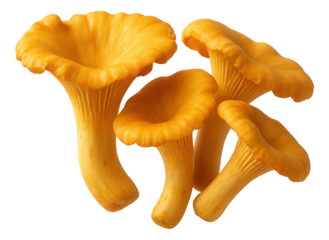 Cluster of vibrant yellow chanterelle mushrooms showcasing their distinctive wavy caps and smooth stems on transparent background.