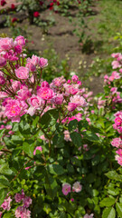 Obraz premium Rose bushes in the city park. Variety of rose varieties and colors.