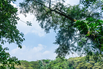 The sky and clouds create a peaceful backdrop for the naturally growing branches and leaves of the...