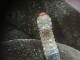 White larvae or earthworms, white in color with a brown head,
Their bodies are usually curved in a C shape
