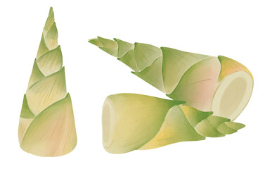 Bamboo Shoot, Bamboo Plant Watercolor Illustration