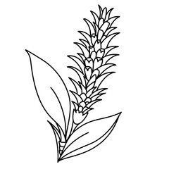 Alpinia tropical flower live art vector isolated