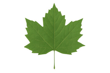 Fototapeta premium Realistic 3d rendering of a vibrant green sycamore maple leaf isolated on a transparent background, perfect for nature-themed projects