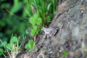 frog in the grass