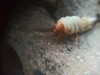 White larvae or earthworms, white in color with a brown head,
Their bodies are usually curved in a C shape