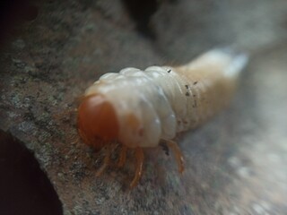 White larvae or earthworms, white in color with a brown head,
Their bodies are usually curved in a C shape