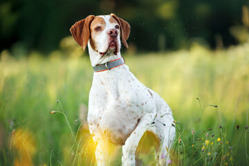 cute pointer dog standing on a field in summer