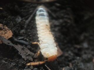 White larvae or earthworms, white in color with a brown head,
Their bodies are usually curved in a C shape