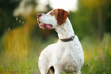 beautiful english pointer dog portrait on a field at sunset