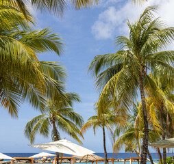 Cabana beds, palm trees and parasols on the beach of Mambo Beach, Curaçao.