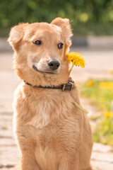 A lovely red puppy among yellow dandelions and luscious green grass. Dog with big ears